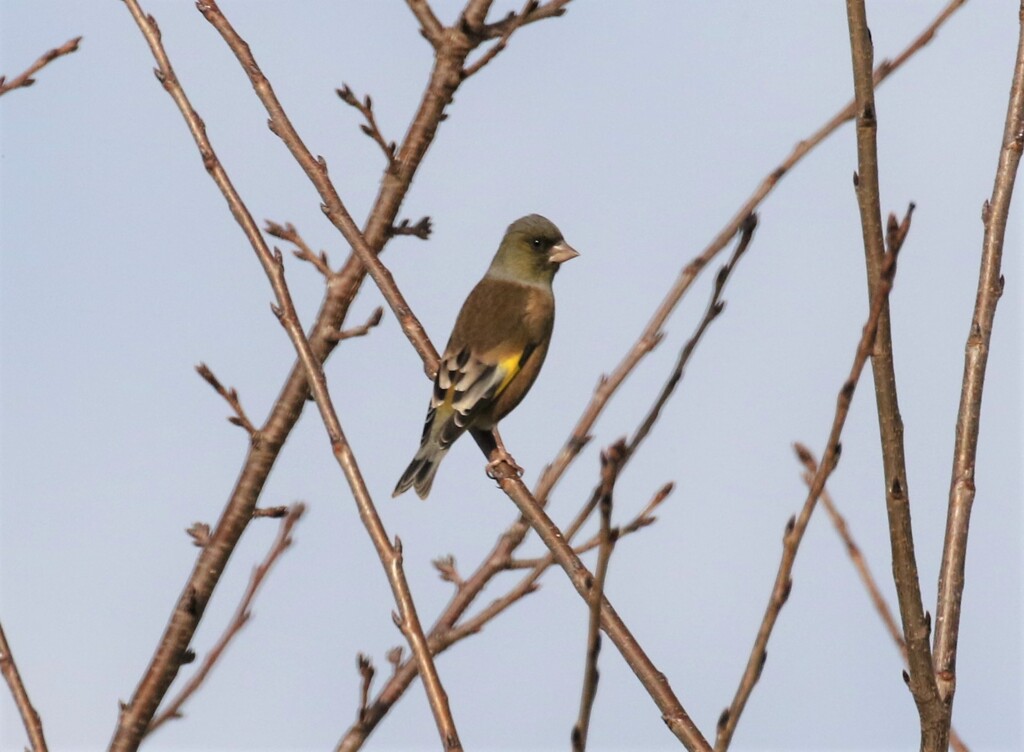 カワラヒワさん。