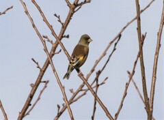 カワラヒワさん。