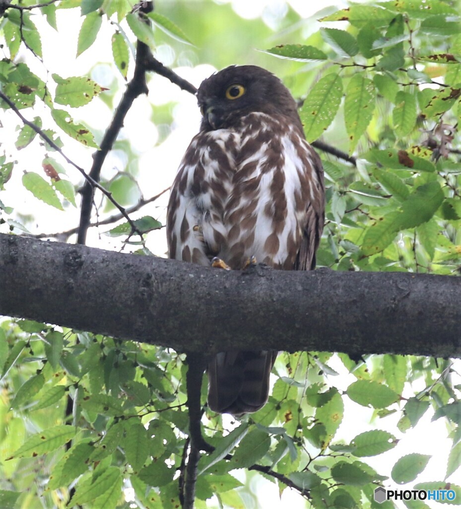 アオバズクさん。
