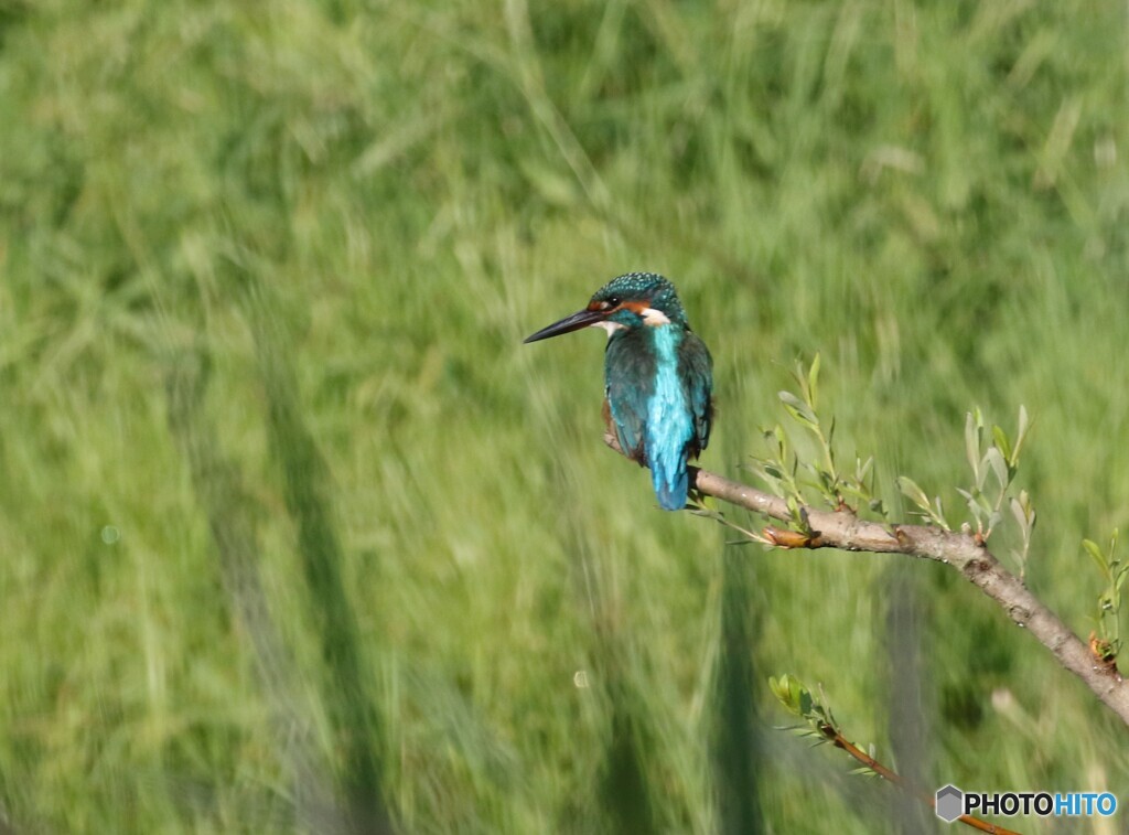 カワセミさん。