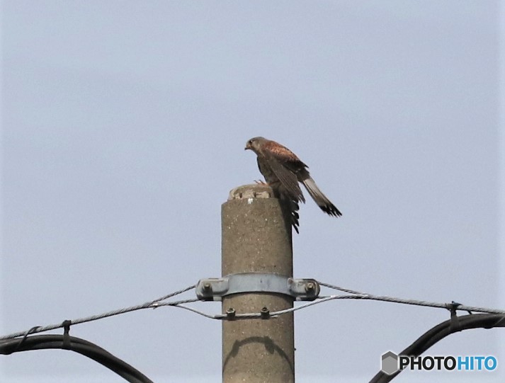 チョウゲンボウさん。