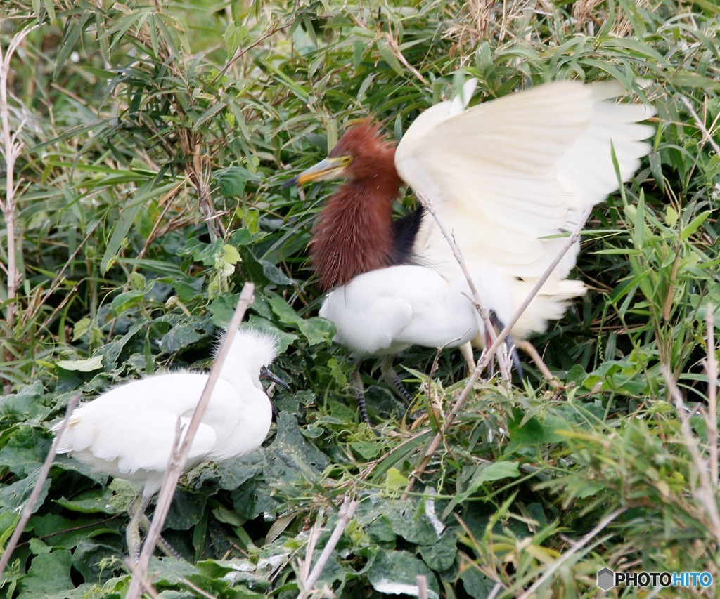 アカガシラサギさん。