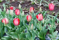 チューリップ。