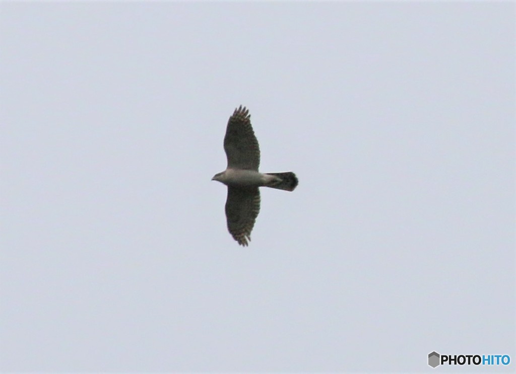 オオタカさん。