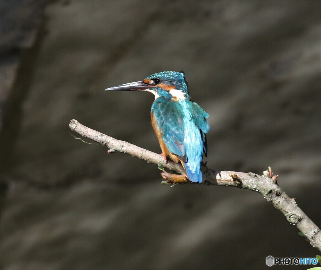 カワセミさん。