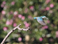 カワセミさん。