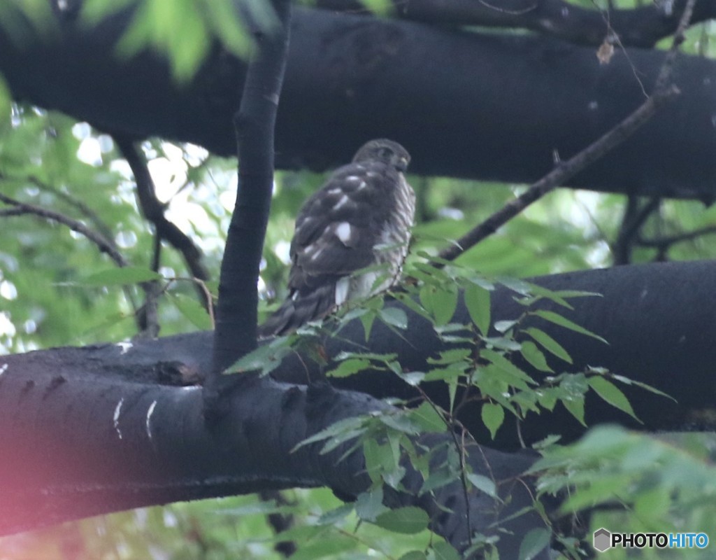 ツミさんの幼鳥。
