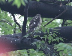 ツミさんの幼鳥。