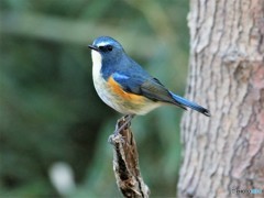 ルリビタキさん。②
