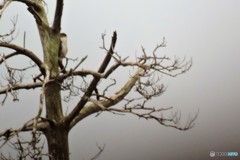 あなたは、だれ。