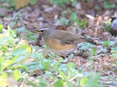 マミチャジナイさん。