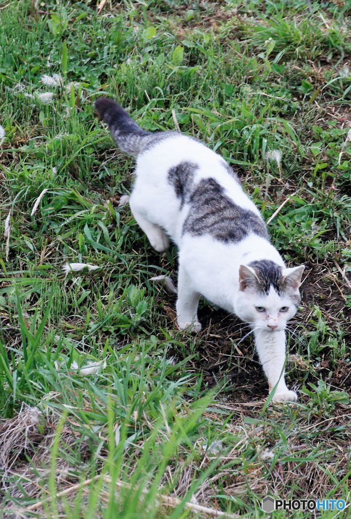 公園のネコさん。