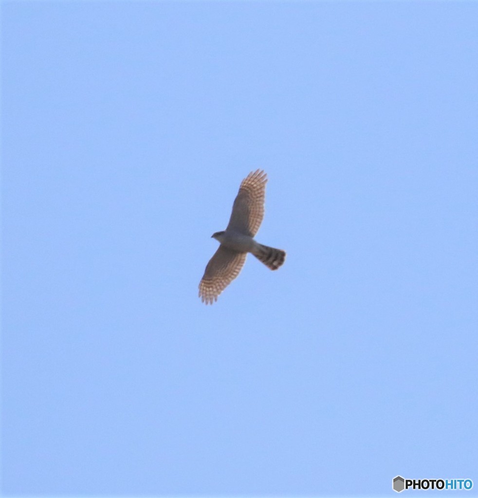 オオタカさん。