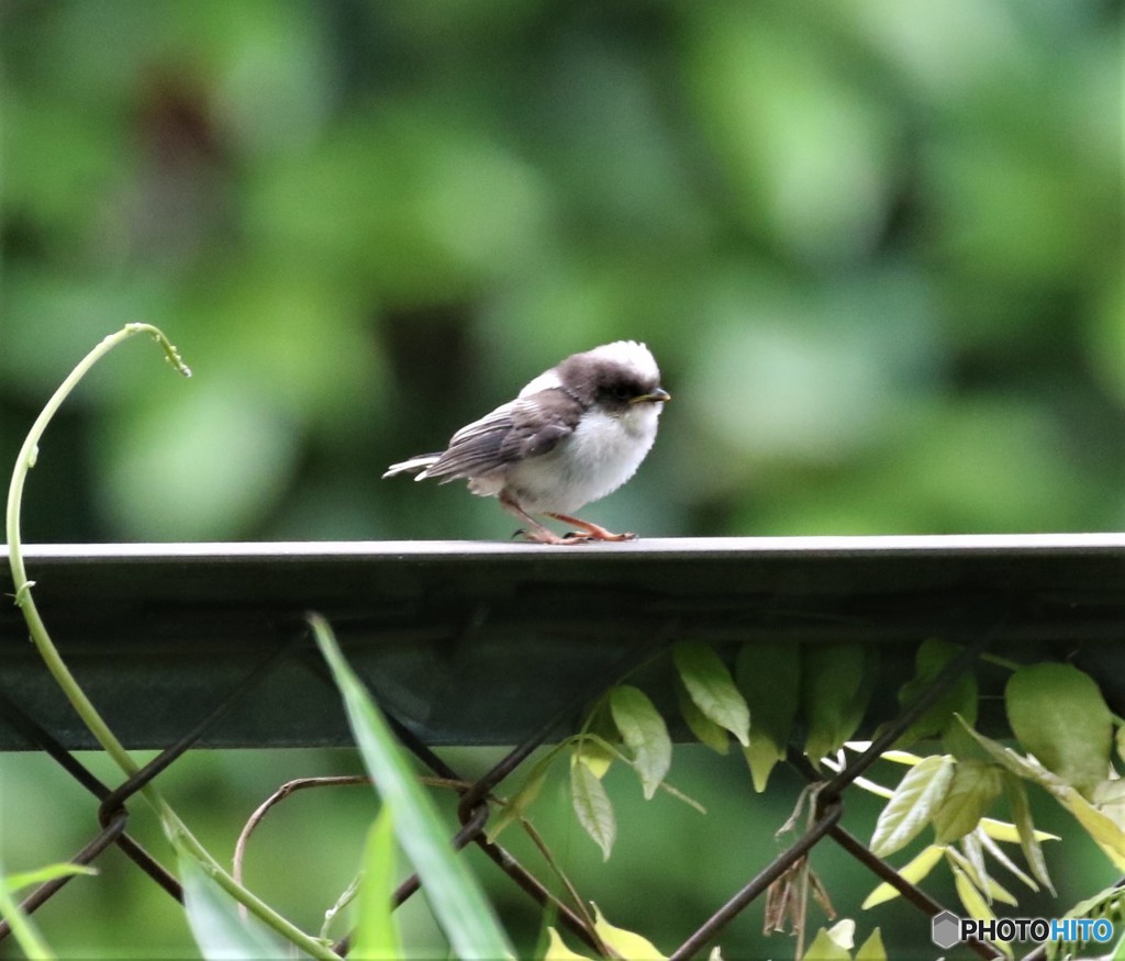エナガ幼鳥さん。