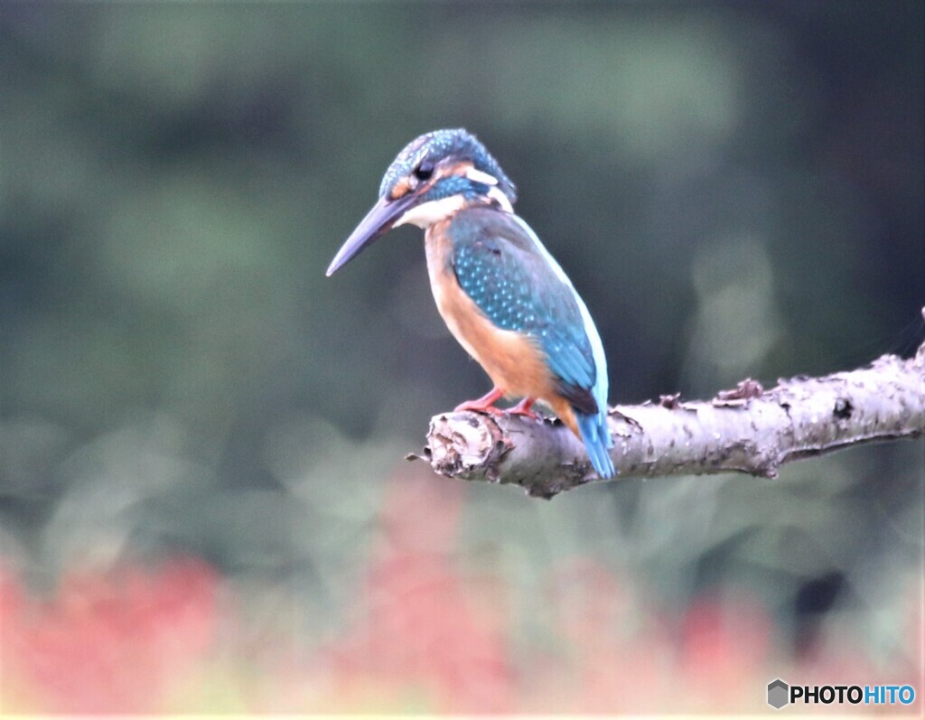 カワセミさん。
