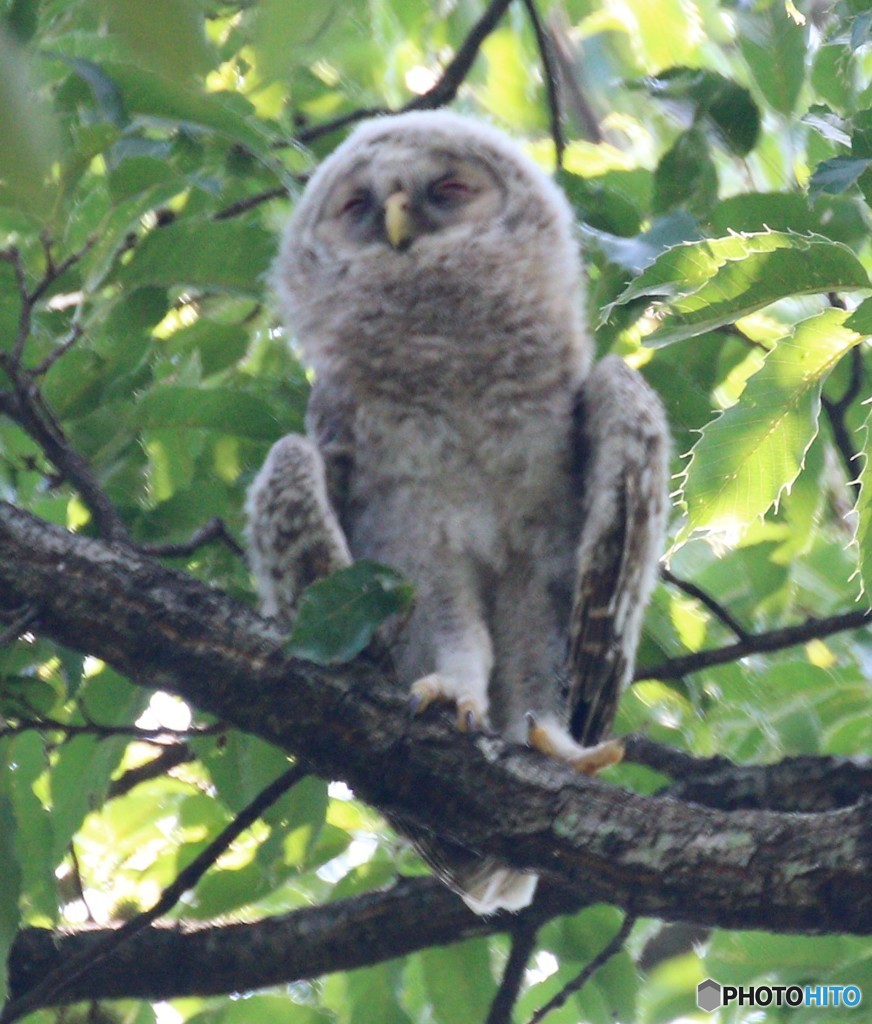 フクロウさんのヒナ②。