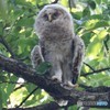 フクロウさんのヒナ②。