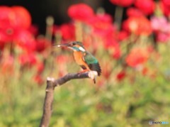 カワセミさん。