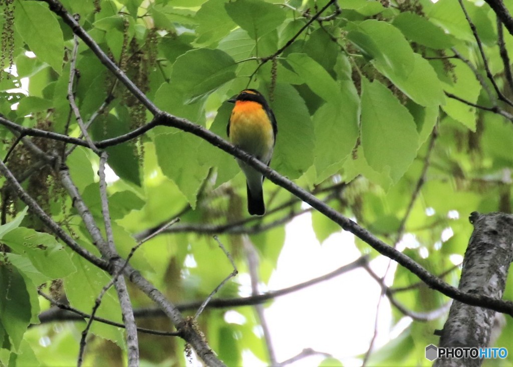 キビタキくん。