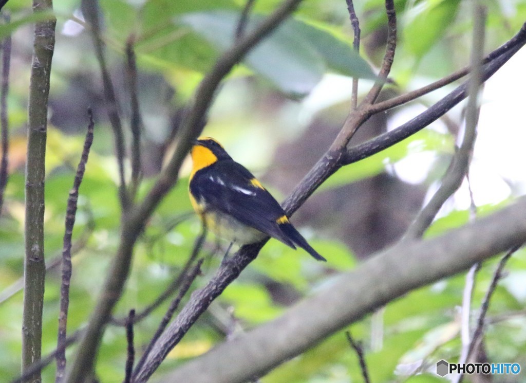 きびたきさん。