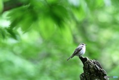 新緑の中で、コサメビタキさん。