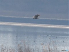チュウヒさん。