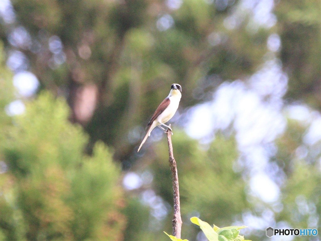 チゴモズさん。