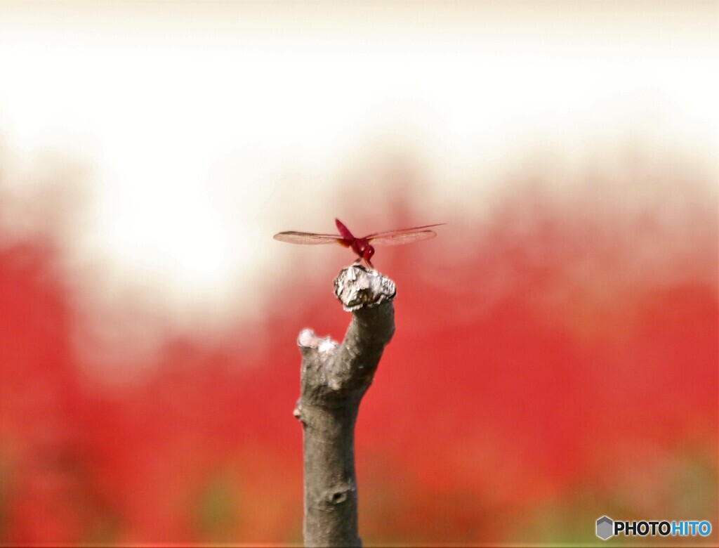 紅白。