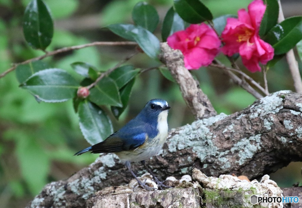 山茶花。