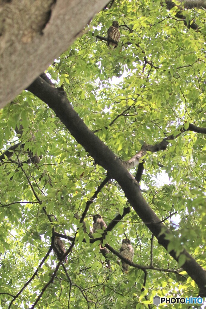 アオバズクさんご一家。