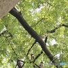 アオバズクさんご一家。