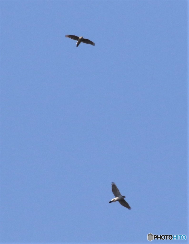 ハイタカさんのペアー