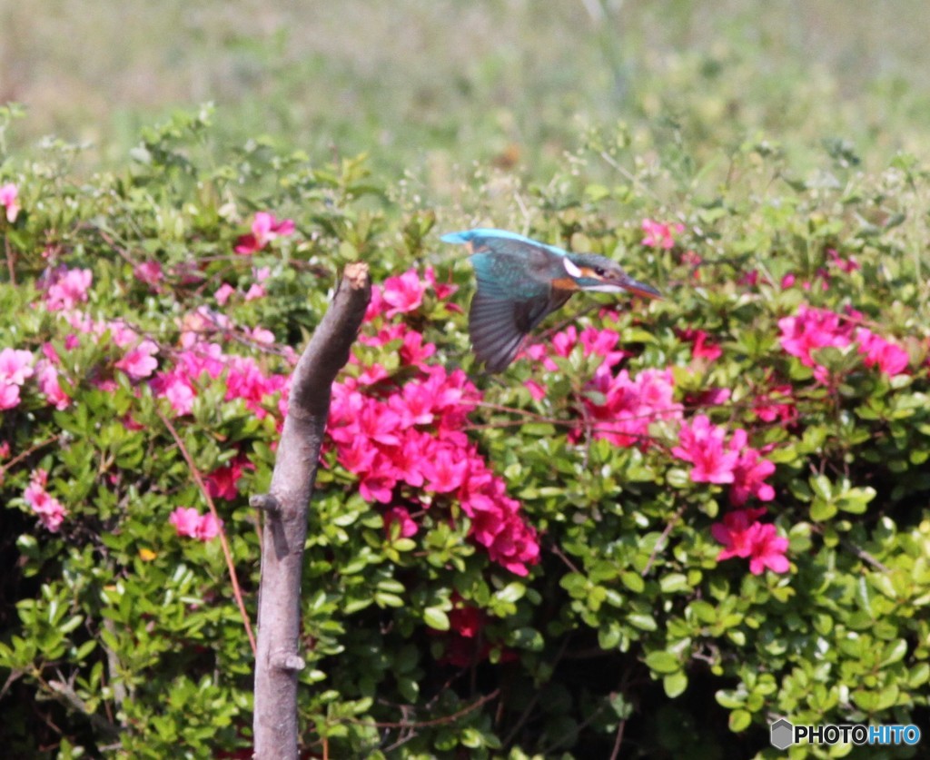 カワセミさん。③