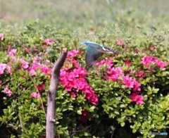 カワセミさん。③