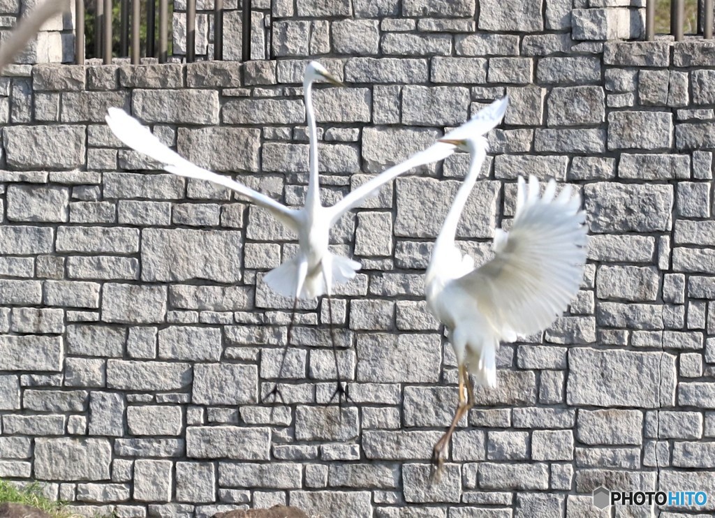 0A2A4714ダイサギの舞い。