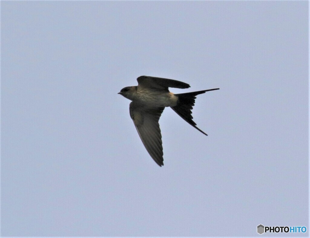 コシアカツバメさん。