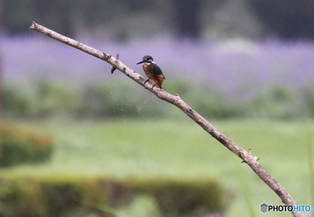 台風の中のカワセミさん。
