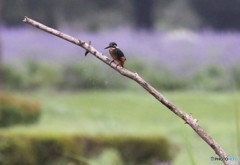 台風の中のカワセミさん。