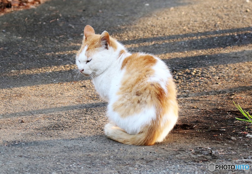 公園のネコさん。