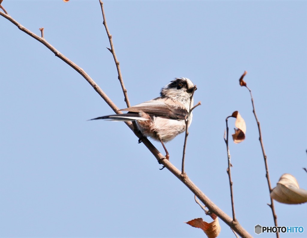 エナガさんのヒナ。
