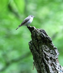 新緑の中で、コサメビタキさん。①