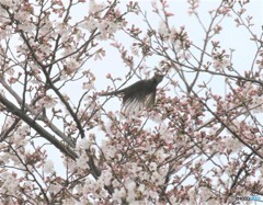 サクラとヒヨドリさん。