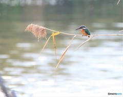 葦・カワセミさん。