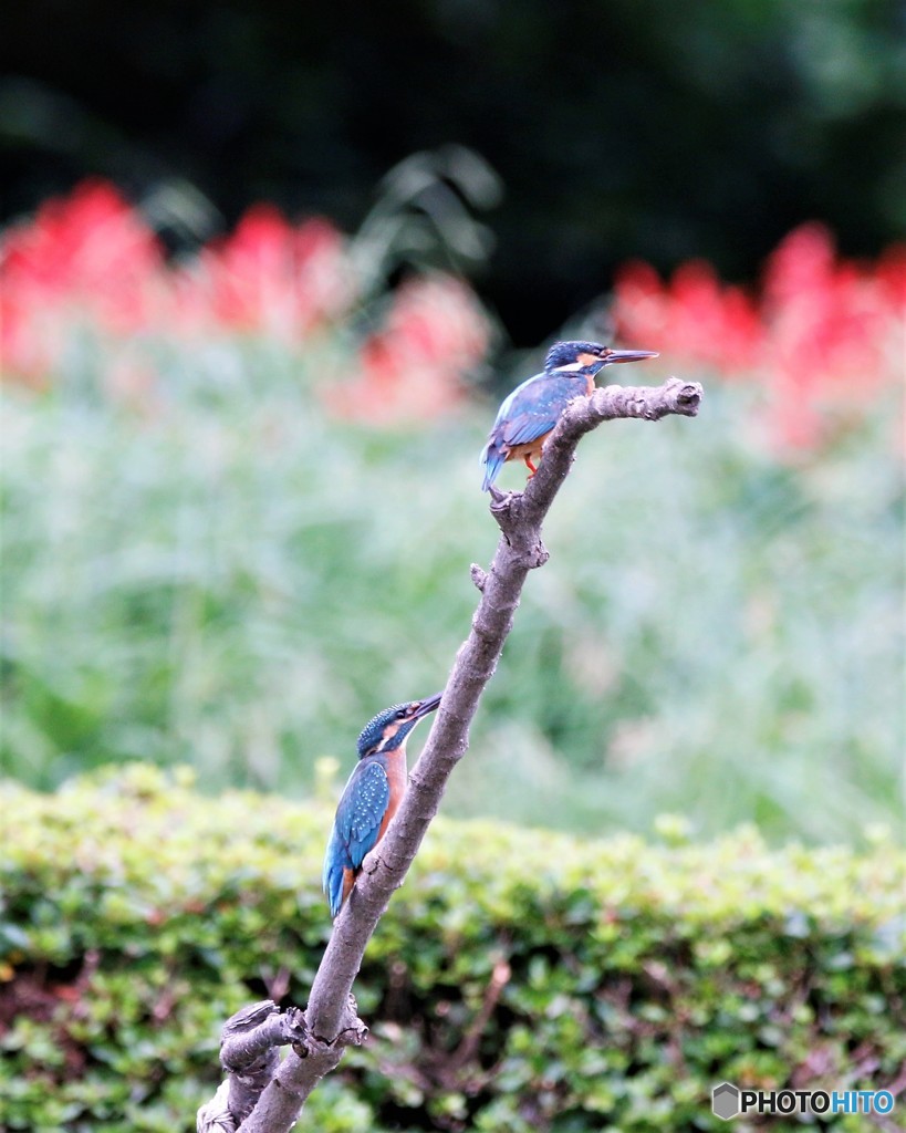 カワセミさん。