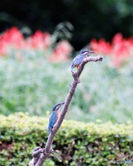 カワセミさん。