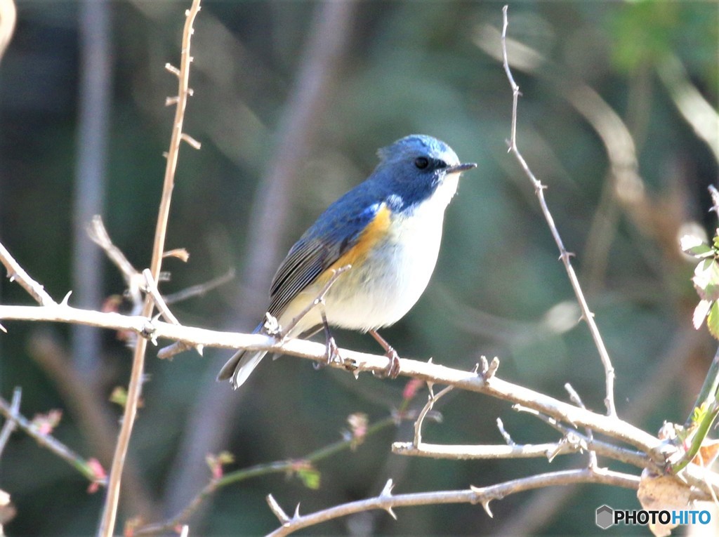 青い鳥。