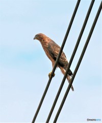 オオタカさんの幼鳥。
