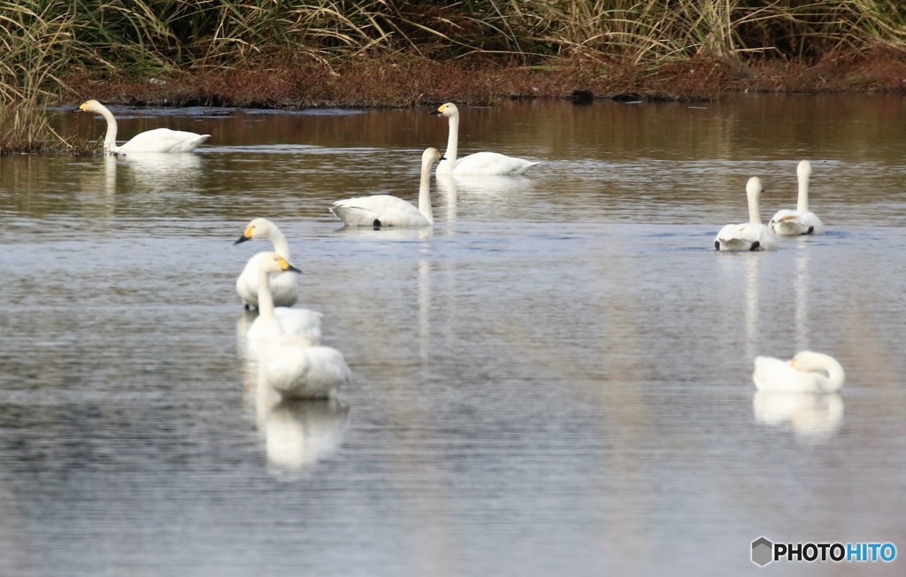 コハクチョウさんたち。