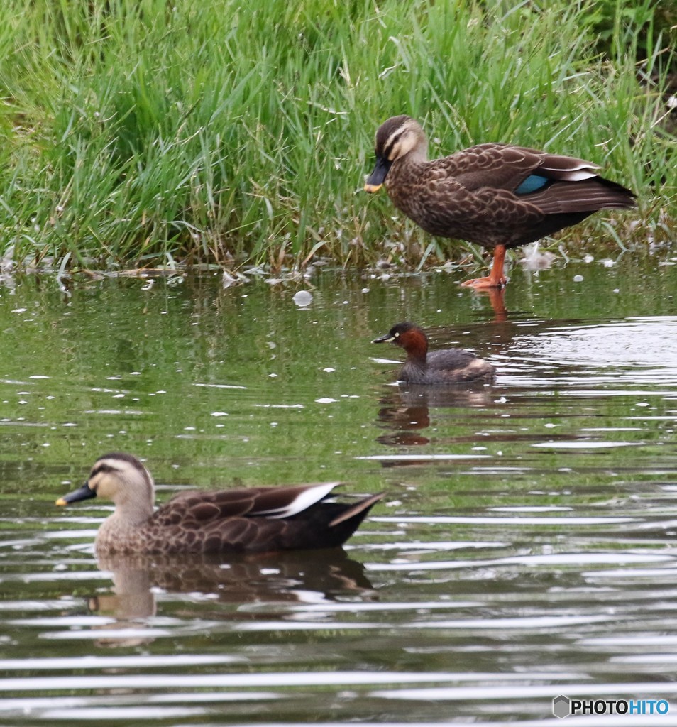 カルガモさんとカイツブリさん。