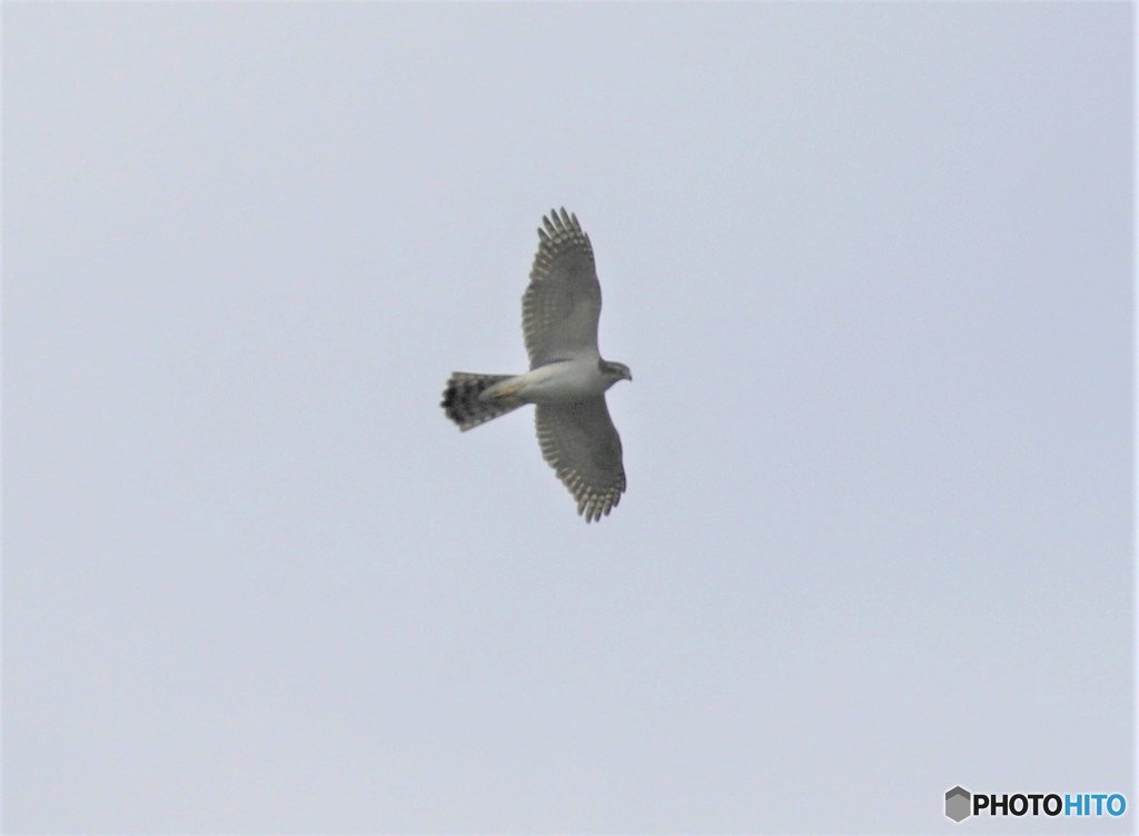 オオタカさん。